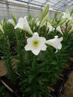 [4110 Global Dream Mak No01.JPG]